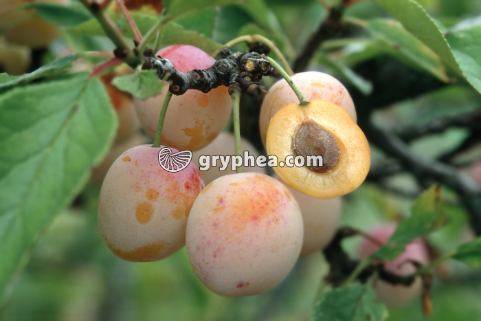Mirabellier (Prunus domestica subsp. syriaca) - fruits (Mirabelles) - gryphea.org
